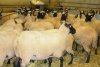 Sorting yearling ewes ready for Society Show & Sale